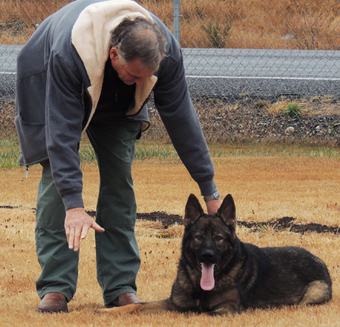 SchraderhausK9.com - +1.253.843.1123 PST - German Shepherd